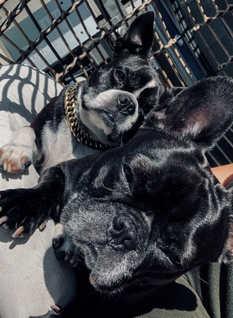 Boston Terrier and French Bulldog